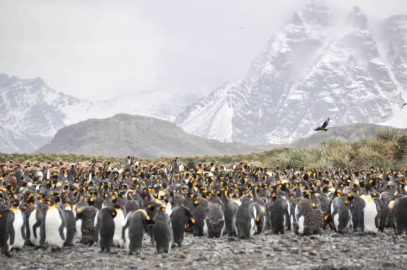 Salisbury Plain, na Geórgia do Sul, a 2a mais populosa colônia de pinguins rei do mundo